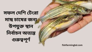 দেশি টেংরা মাছ চাষ পদ্ধতি