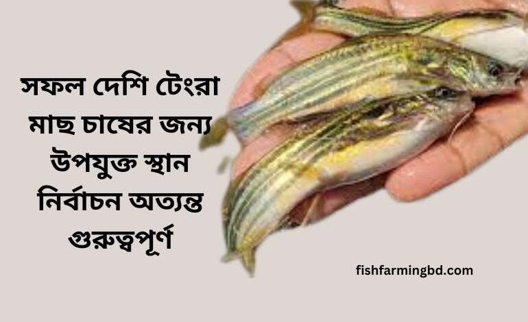 দেশি টেংরা মাছ চাষ পদ্ধতি