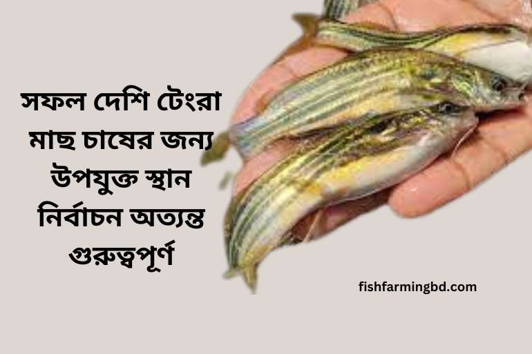 দেশি টেংরা মাছ চাষ পদ্ধতি