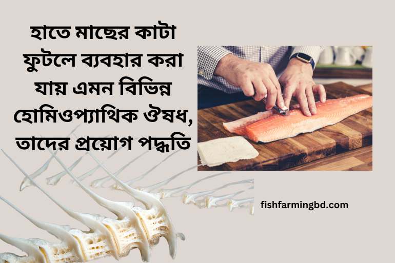 হাতে মাছের কাটা ফুটলে হোমিও ঔষধ