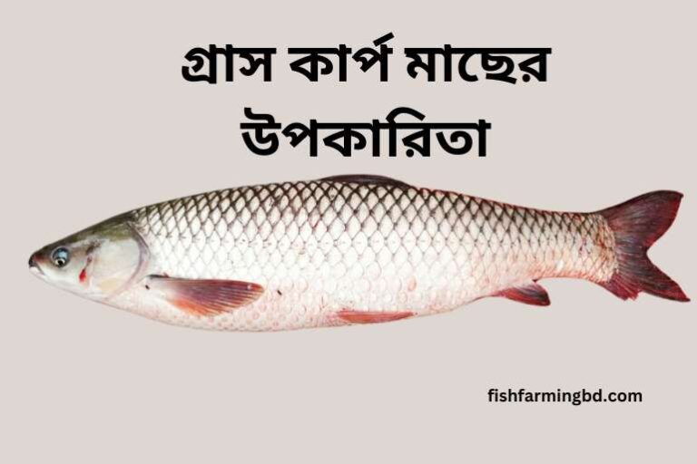 গ্রাস কার্প মাছের উপকারিতা