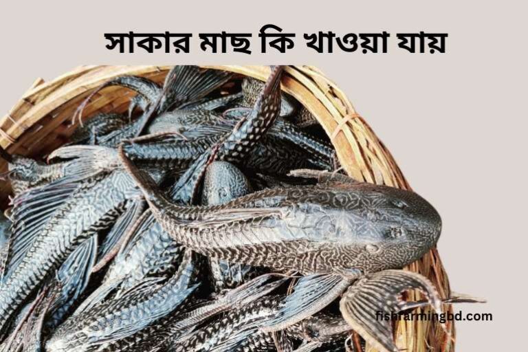 সাকার মাছ কি খাওয়া যায়