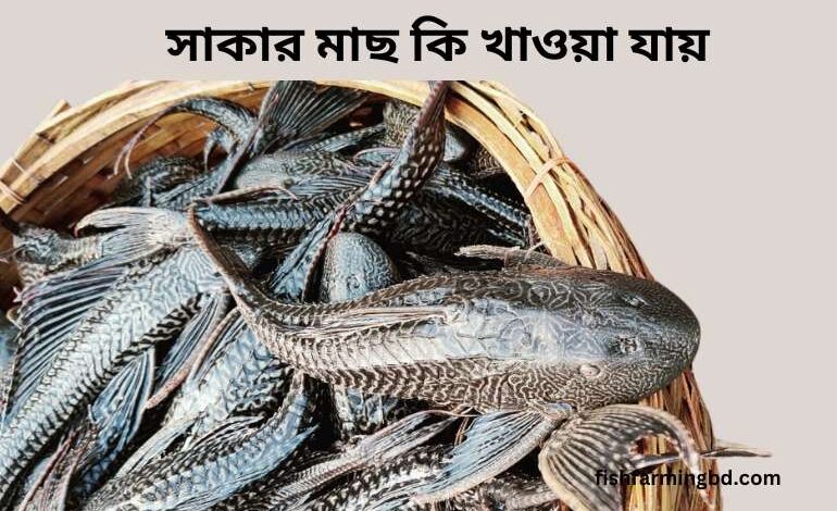 সাকার মাছ কি খাওয়া যায়