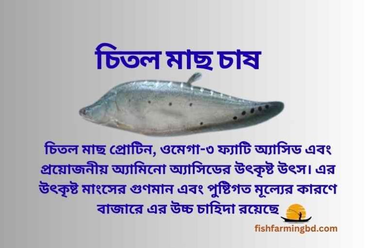 চিতল মাছ চাষ