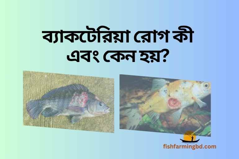 মাছের ব্যাকটেরিয়া রোগ