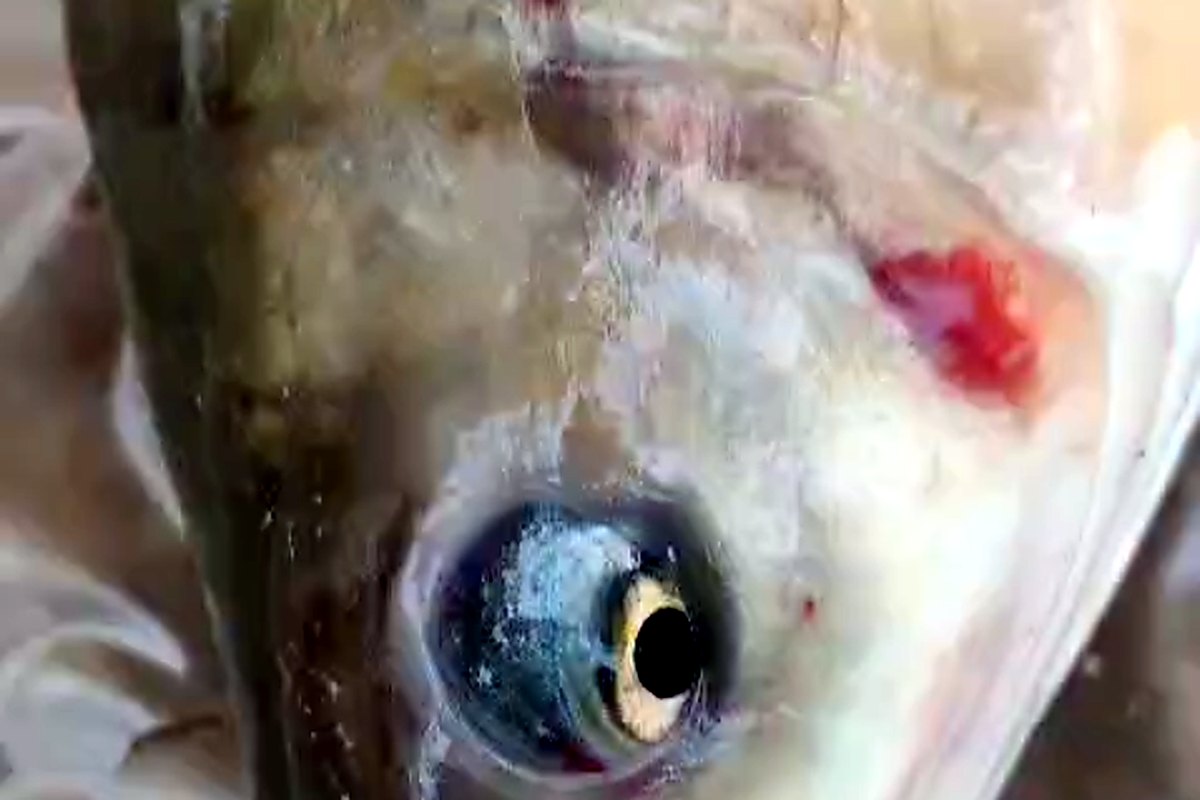 মাছের মাথায় ক্ষতের চিহ্ন
