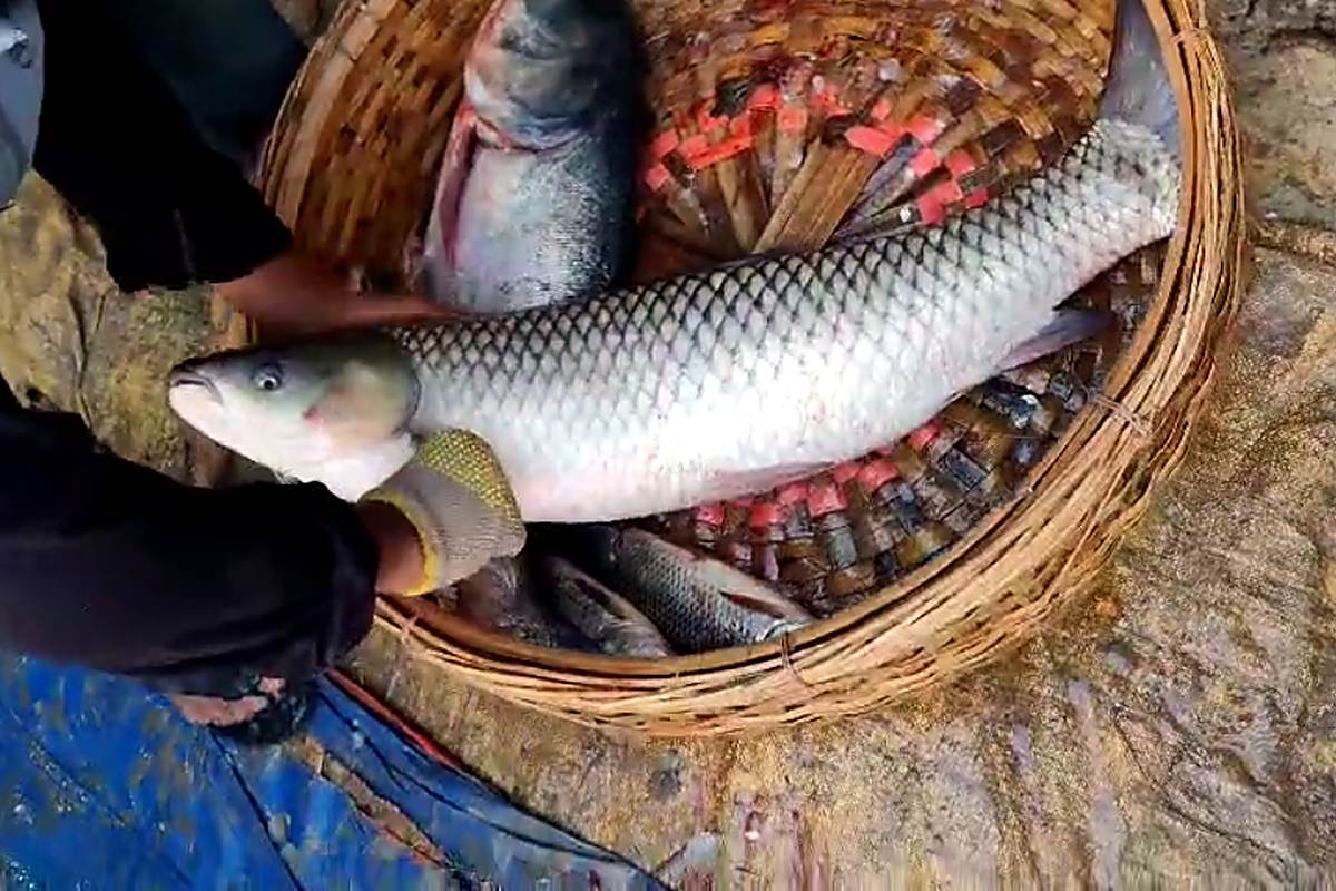 ঝুড়িতে তোলা ঘাস কার্প মাছ