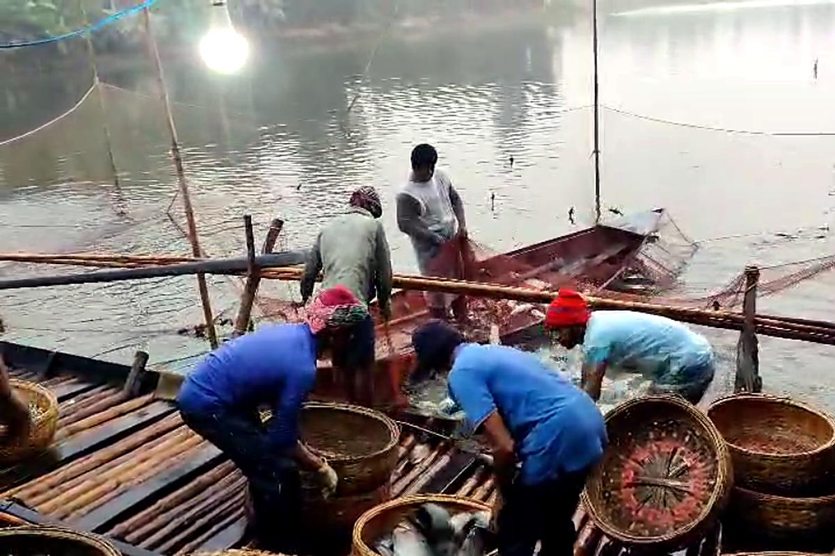 নদীতে জাল দিয়ে তেলাপিয়া মাছ ধরা
